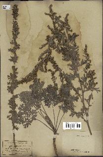 spécimen de Artemisia absinthium