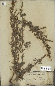 spécimen de Artemisia absinthium