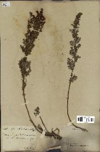 spécimen de Artemisia chamaemelifolia