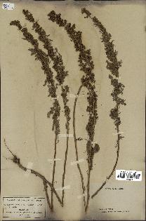 spécimen de Artemisia chamaemelifolia