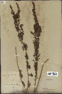 spécimen de Artemisia chamaemelifolia