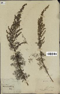 spécimen de Artemisia chamaemelifolia