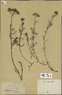 spécimen de Artemisia chamaemelifolia