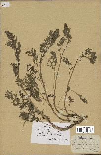 spécimen de Artemisia chamaemelifolia