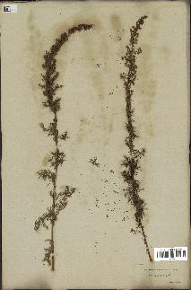 spécimen de Artemisia chamaemelifolia