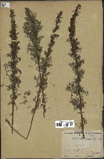 spécimen de Artemisia chamaemelifolia