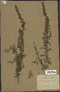 spécimen de Artemisia chamaemelifolia