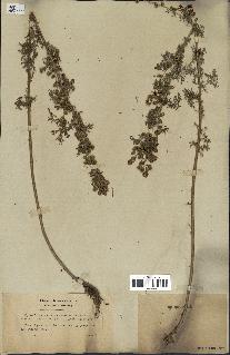 spécimen de Artemisia chamaemelifolia