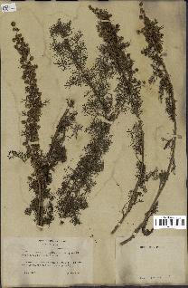 spécimen de Artemisia chamaemelifolia