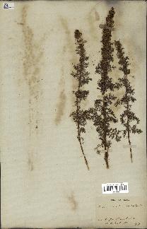 spécimen de Artemisia chamaemelifolia