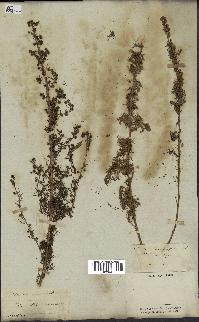 spécimen de Artemisia chamaemelifolia