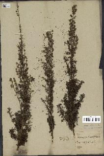 spécimen de Artemisia chamaemelifolia