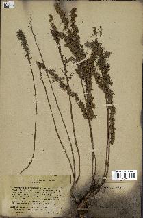 spécimen de Artemisia chamaemelifolia