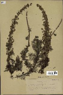 spécimen de Artemisia chamaemelifolia