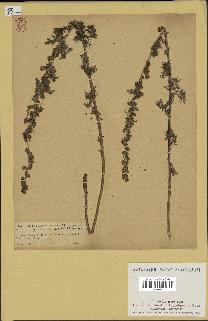 spécimen de Artemisia chamaemelifolia