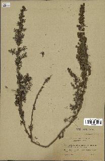 spécimen de Artemisia chamaemelifolia