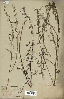 spécimen de Artemisia campestris