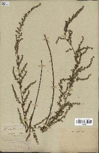 spécimen de Artemisia campestris