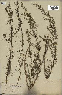 spécimen de Artemisia campestris