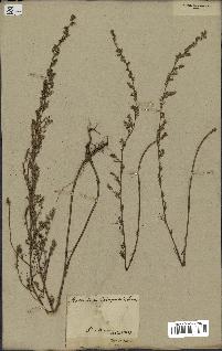 spécimen de Artemisia campestris