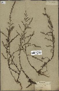 spécimen de Artemisia campestris