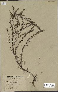 spécimen de Artemisia campestris