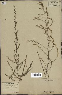 spécimen de Artemisia campestris