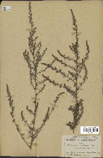 spécimen de Artemisia campestris