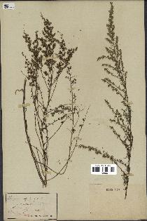 spécimen de Artemisia campestris