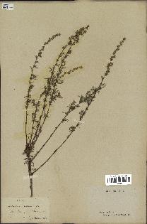 spécimen de Artemisia campestris