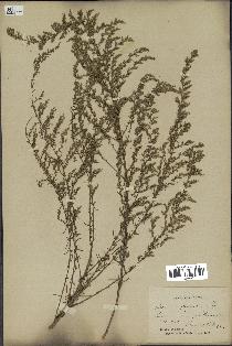 spécimen de Artemisia campestris