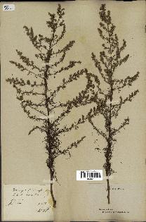 spécimen de Artemisia campestris