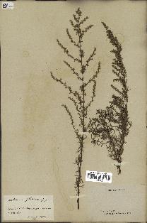 spécimen de Artemisia campestris