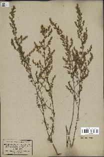 spécimen de Artemisia campestris