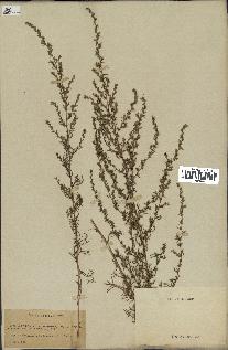 spécimen de Artemisia campestris