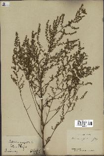 spécimen de Artemisia campestris