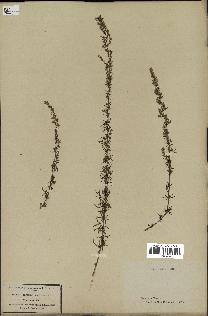 spécimen de Artemisia campestris