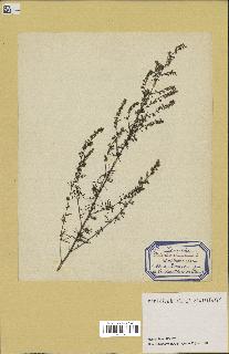 spécimen de Artemisia campestris