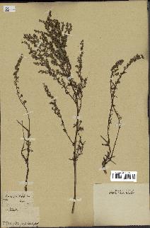spécimen de Artemisia campestris