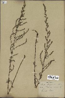 spécimen de Artemisia campestris