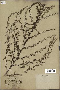 spécimen de Artemisia campestris