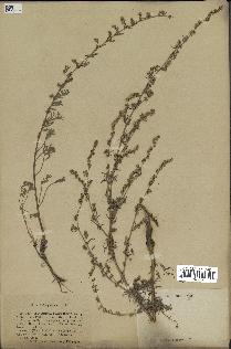 spécimen de Artemisia campestris