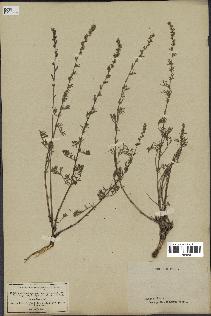 spécimen de Artemisia campestris