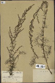 spécimen de Artemisia campestris