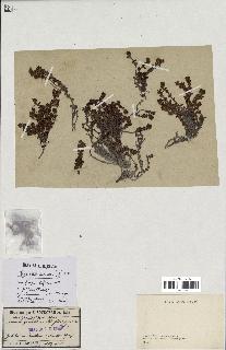 spécimen de Saxifraga biflora