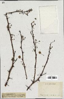 spécimen de Acacia seyal