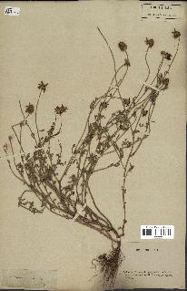 spécimen de Anthemis arvensis