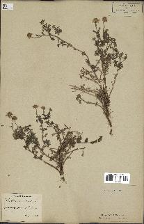 spécimen de Anthemis arvensis