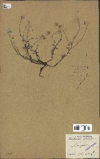 spécimen de Anthemis arvensis