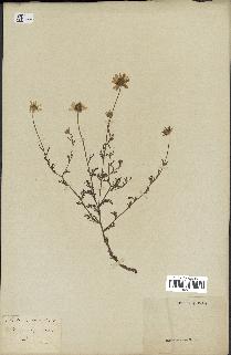spécimen de Anthemis arvensis